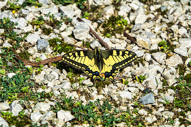 Swallowtail Butterfly on Gravel Path A beautiful swallowtail butterfly (Papilio machaon) rests with its wings fully open on a gravel path, surrounded by small patches of grass and wild plants. The vivid yellow wings with black edges, touches of blue, and a small orange eyespot create a striking contrast against the gray stones. This nature shot captures a peaceful and delicate moment in a rustic environment. lepidopterans stock pictures, royalty-free photos & images