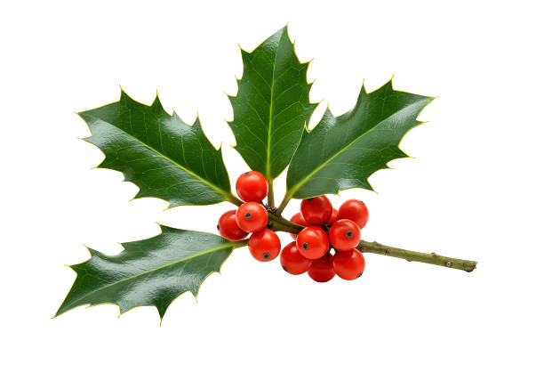 Isolated Holly Berry Branch with Green Leaves