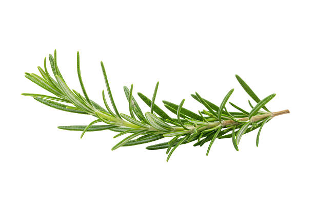istock Isolated Fresh Rosemary Sprig with Needle-Like Leaves 2220886773