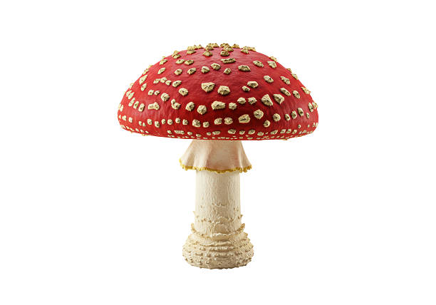 Isolated Vivid Red and White Spotted Fly Agaric Mushroom