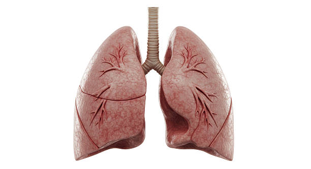 istock Isolated Detailed Human Lungs with Trachea 2220887137