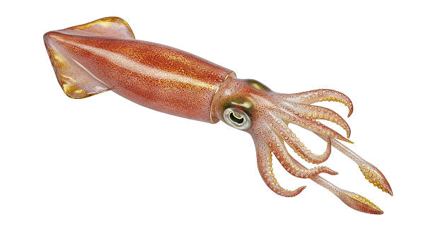 istock Isolated Squid for Seafood and Marine Life 2220891263