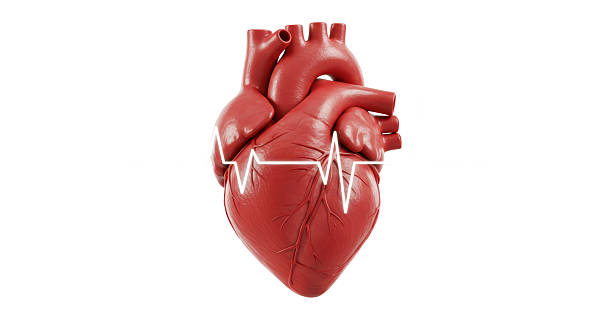 istock Isolated Human Heart with Heartbeat Line 2220891518