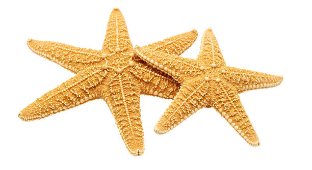 istock Isolated Two Starfish on White Background for Beach Decoration 2220891679