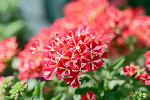 istock Close up of red babena flower 2220892430