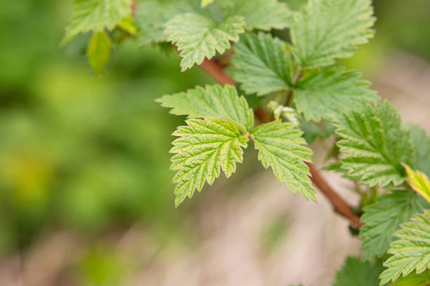 A detailed view of a tender plant shoot, showcasing its budding green leaves in exquisite detail, with a softly blurred natural background creating a peaceful and serene setting.