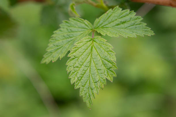Raspberry leaves in the light of the setting sun. Green leaves.