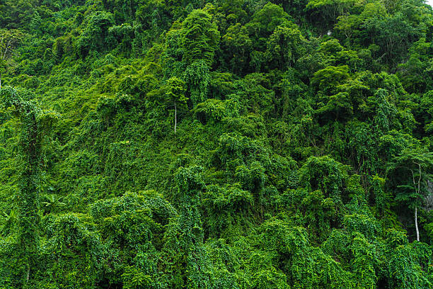 istock Green Picturesque Jungle With Trees And Palms In Vietnam Pattern 2220895689