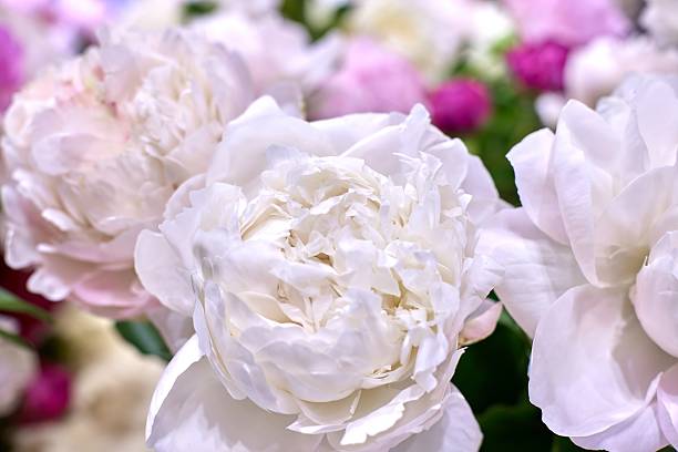 Elegant White Peonies Blossoms in a Soft Romantic Light