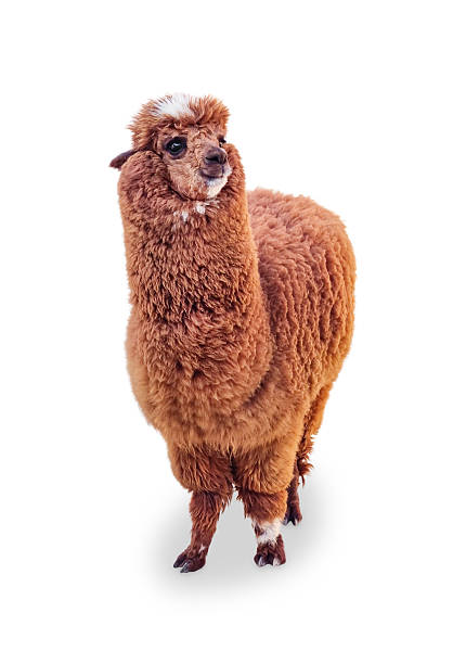 istock A brown alpaca standing and looking at the viewer, isolated on white background 2220897970
