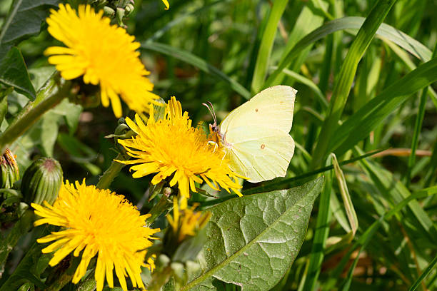 Cabbage butterfly (Pieris brassicae) feeding on a dandelion flower.