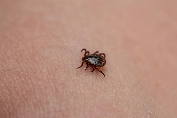 istock a tick crawls mite on a person's arm, close-up, macro 2220899189
