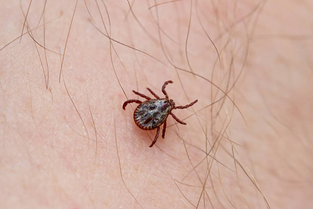 istock a tick crawls mite on a person's arm, close-up, macro 2220899317