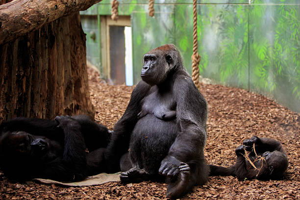 Mother Gorilla sitting against a green jungle enclosure, with a small baby playing beside her.