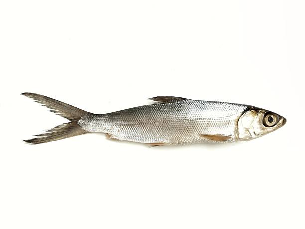 istock Fresh raw milkfish isolated on white background 2220899706
