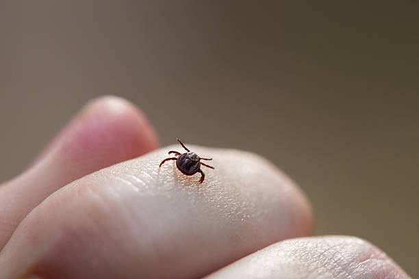 istock a tick crawls mite on a person's arm, close-up, macro 2220899774