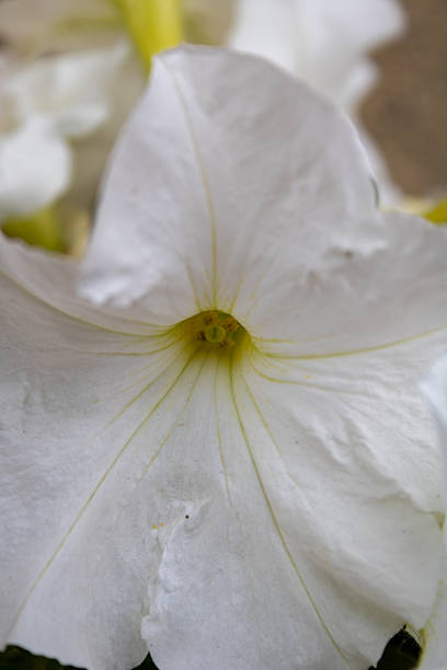 Macro photograph of a single white petunia flower, showcasing its delicate petals and subtle yellow-green center. The fine veining adds texture and depth, creating a soft and natural floral composition. The image conveys purity and calmness through its minimal color palette.