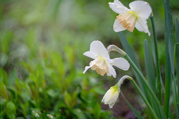 White daffodils with dew in lush green garden..