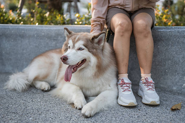 Senior woman patting her dog by her side while browsing on her digital tablet, embracing modern technology to stay informed and connected. The peaceful park setting, paired with the presence of her furry companion and the convenience of modern devices, creates a perfect blend of active living, companionship, and lifelong learning