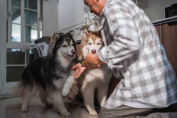Senior man kneeling down to feed his dog, gently patting the dog's head with affection, offering a comforting touch, smiling softly, grateful for the companionship and joy his loyal pet brings to his life
