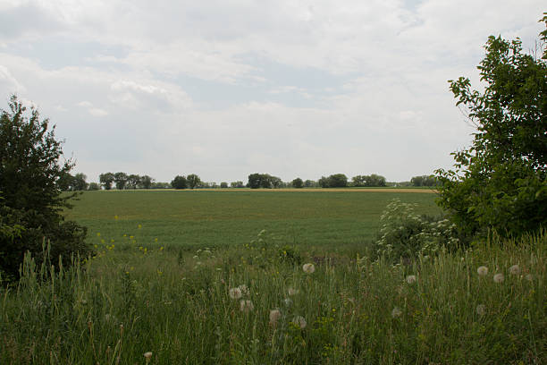 istock A grassy field with trees in the background 2220907542