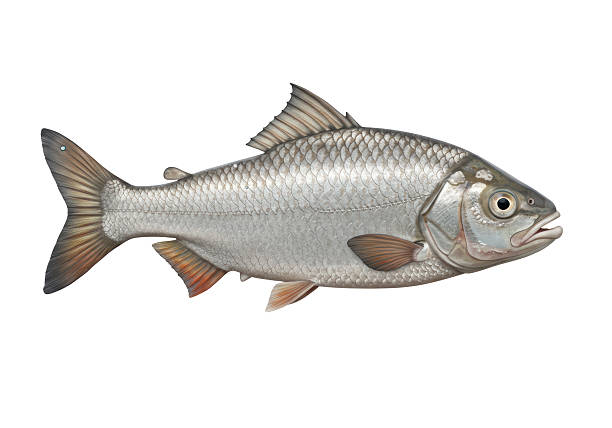 Isolated Silver Fish with Orange Fins