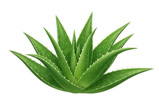 istock Isolated Aloe Vera Plant 2220908459