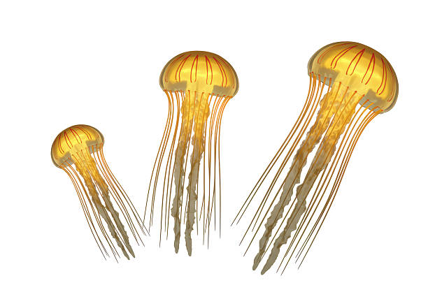istock Isolated Group of Translucent Orange Jellyfish Floating 2220909831