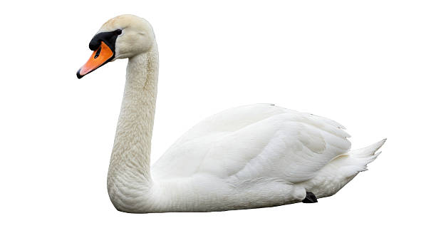 istock Isolated Elegant White Mute Swan Resting 2220910660