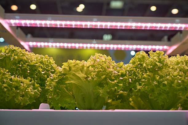 istock Vertical Farming Technology for Sustainable and Controlled Environment Agriculture 2220911241
