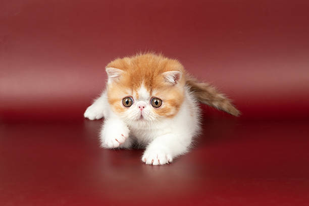 istock small beautiful red kitten exotic on a burgundy background in the studio. 2220911566