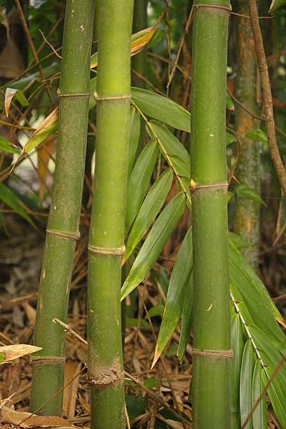 istock Wild green bamboo close up 2220911583