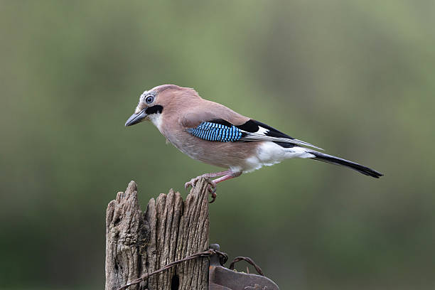 istock An image of a Jay perched in a woodland scenic 2220911985