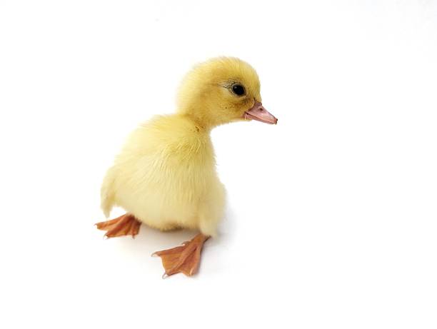 Cute yellow duckling isolated on white background, close up view