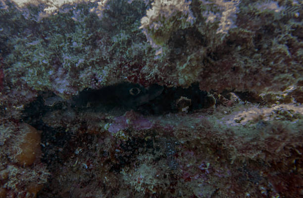 A Conger Eel (Conger conger) hiding in a ship wreck in Tarragona, Spain