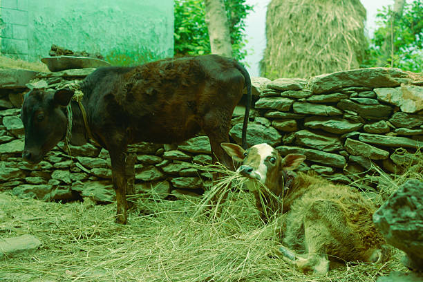 A close-up of two calves—one lying and feeding—inside a small stone-walled enclosure in a rural Himalayan village.