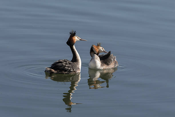 istock Great crested grebes performing part of the courtship ritual 2220912588