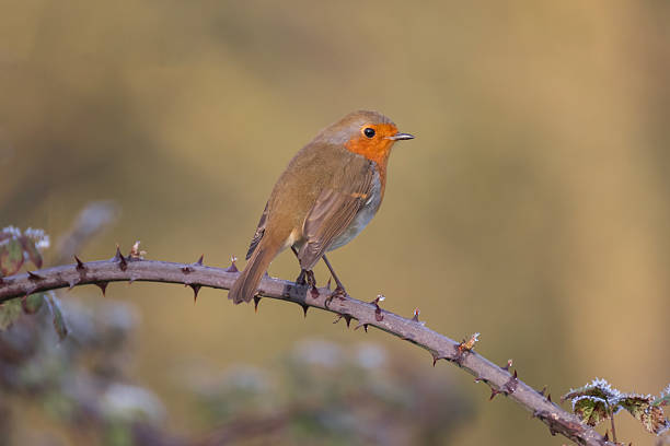 istock The Robin Britains favourite Bird 2220912766