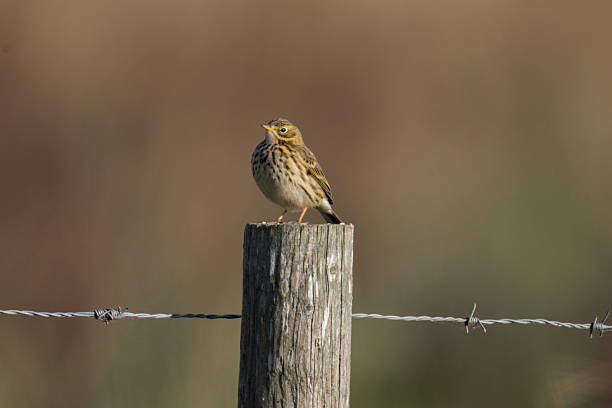 The meadow pipit is a common nesting bird of moorland, heathland and rough grassland. In the autumn and winter, it moves out of upland areas to lowlands where it gathers in small flocks and can be found on farmland and saltmarshes. In the spring, it performs a fluttering, 'parachute' display flight
