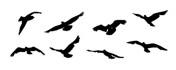 istock Flying bird silhouette. Birds in Motion. Flock of birds black silhouette isolated on white background 2220913179