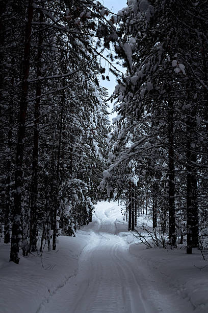 istock Siberian Snowy forest trail through pine trees in winter wilderness 2220913407