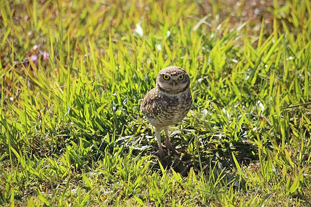 Little brown small  owl taking sun, open air lawn in bright sun light