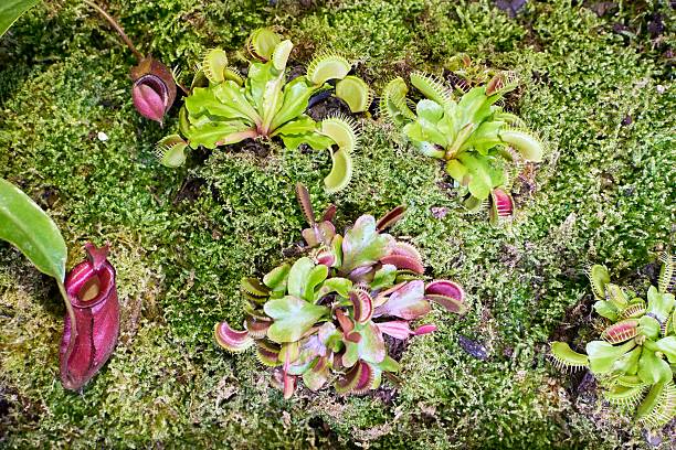 Diversity Of Carnivorous Plants Growing in Terrarium On Moss