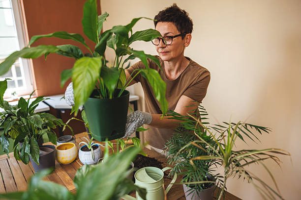 istock Female Plant Enthusiast Working With Houseplants 2220915843