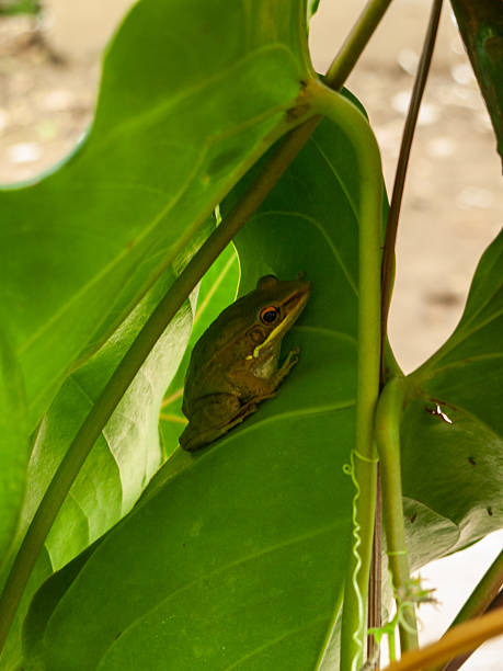 istock Green frog resting quietly on a large vibrant green leaf. 2220916193