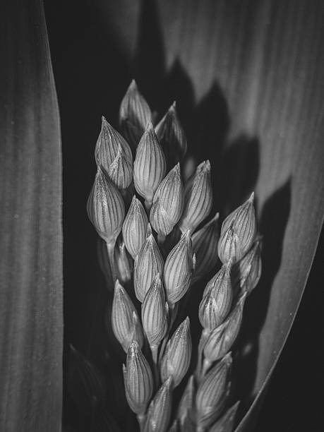 Monochrome flower bud macro photo shows organic form.