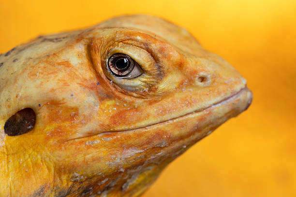 The Hypnotic Eyes of a Naked Agama Lizard, close-up
