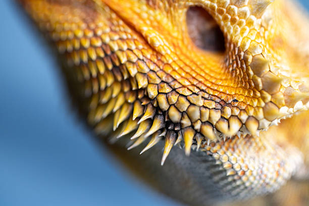 Close-up of the agama's defensive spines