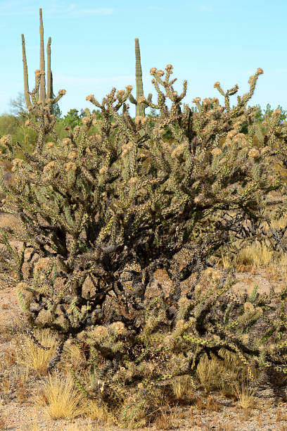 istock Bright Landscape Sonoran Desert Arizona 2220917616