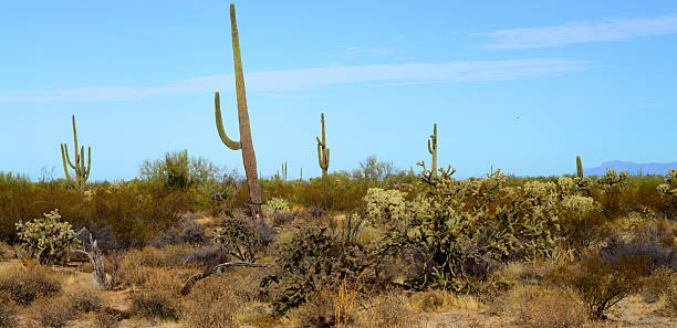 istock Panorama Landscape Sonoran Desert Arizona 2220917922